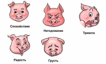 Эмоциональное состояние животных