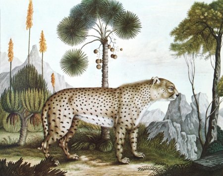 Картины с экзотическими животными