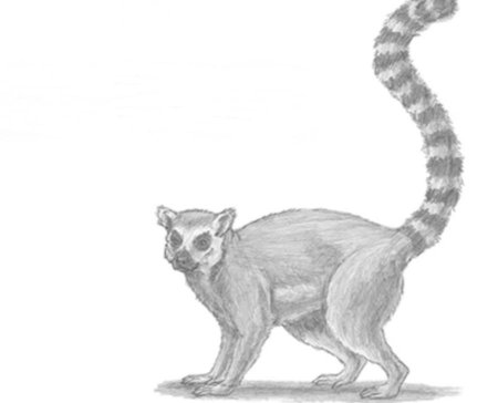 Лемур рисунок