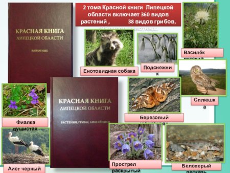 Животные Липецкой области занесенные в красную