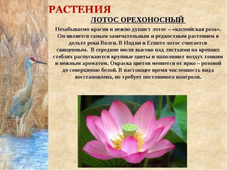 Лотос красная книга Астраханской области