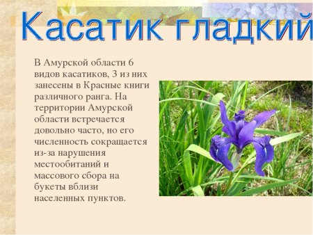Растения Амурской области занесенные в красную книгу