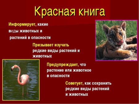 Животные и растения занесенные в красную книгу России