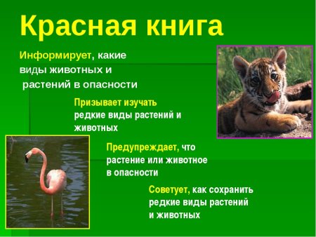 Животные и растения красной книги