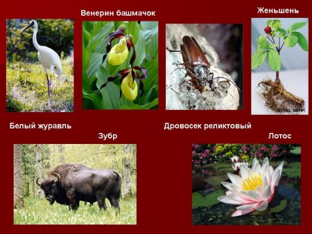 Животные и растения красной книги 2 класс окружающий мир