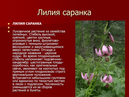 Венерин башмачок кудреватая Лилия