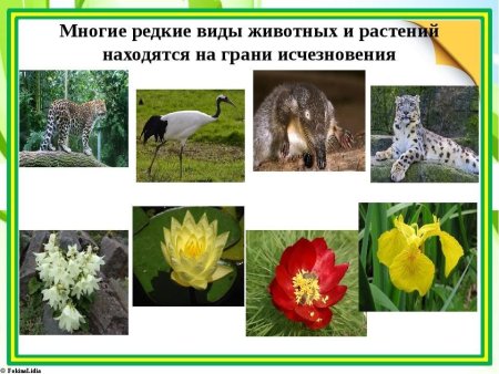Исчезающие виды животных и растений
