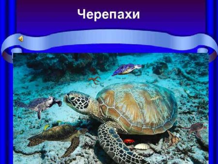 Черепаха раскраска для детей