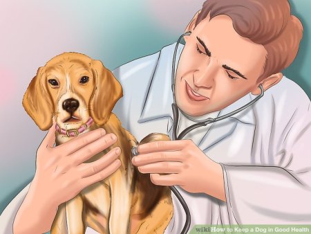 Картина ветеринар