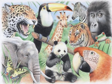 Мир животных рисунок