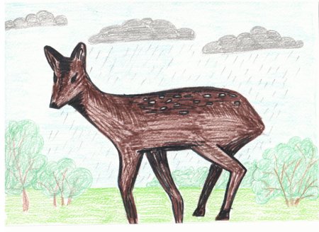 Сахалинская кабарга рисунок