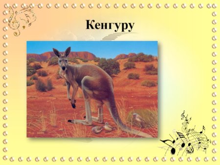 Карнавал животных сен-Санс кенгуру