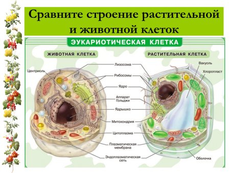 Биология 9 кл строение клетки