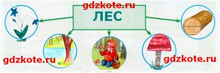 Роль леса в природе и жизни людей 4 класс схема