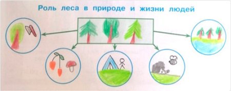Роль леса в природе и жизни людей 4 класс схема