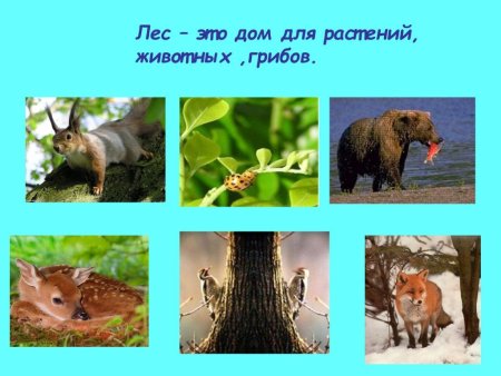 Лес дом для растений животных грибов