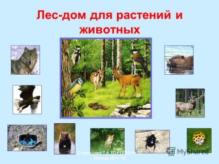 Лес дом для животных и растений