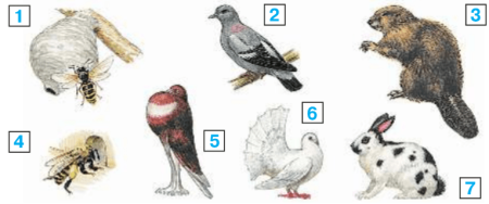 Назови изображенных на них животных