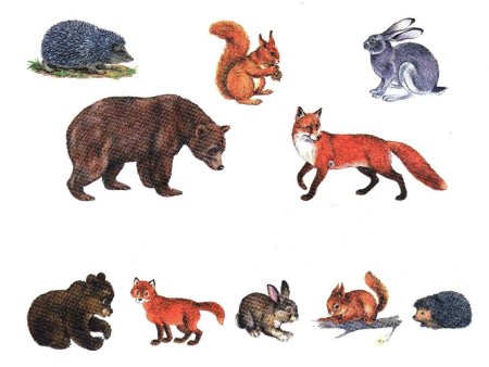 Лесные животные для детей