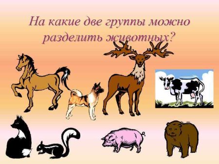 На какие группы можно разделить животных