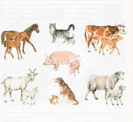 Домашних животных и их детенышей