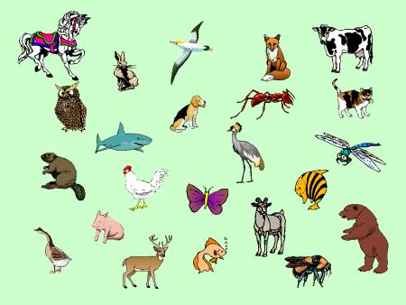 Птицы звери насекомые