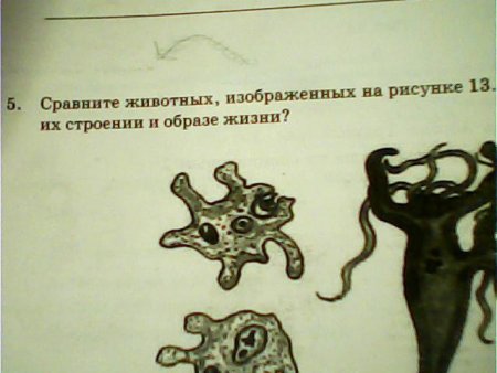 Что характерно для изображенного на рисунке животного?