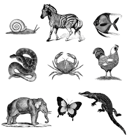 Упражнение на запоминание животные