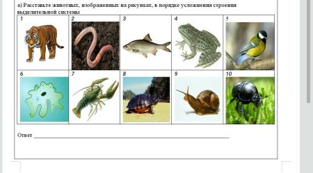 Расставьте по порядку животных