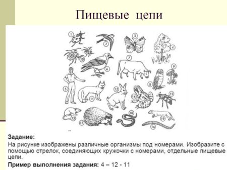 Задания по биологии для детей
