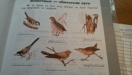 Подпиши названия птиц