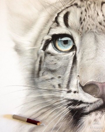Рисунки карандашом реалистичные животные