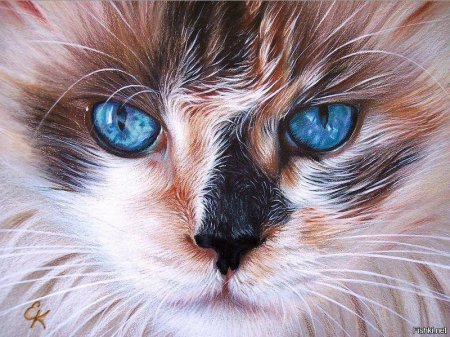 Кошка карандашом