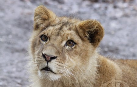 Интерес животные