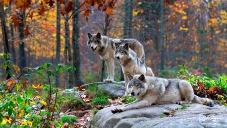 Карпатский волк