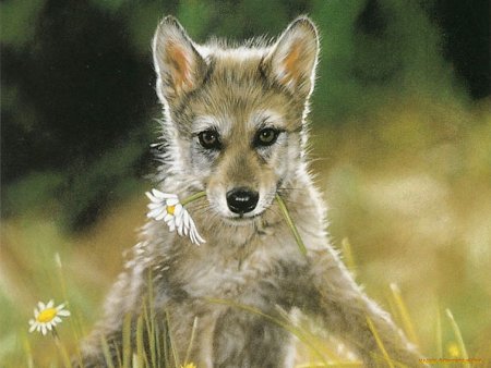 Природа и животные