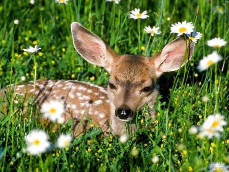 Пара Волков