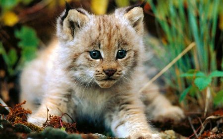 Художник - анималист Paul Krapf