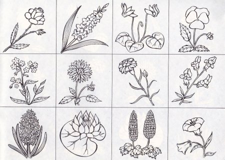 Красная книга проект по окружающему миру 2 класс образец