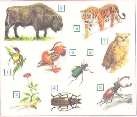 Рисунок лесных животных и растений