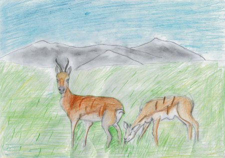 Сайгак и сайгаченок рисунок