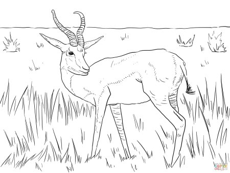 Заяц Беляк раскраска