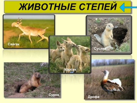 Степь растения и животные рисунок