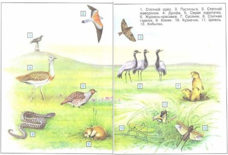 Кто живет в степи