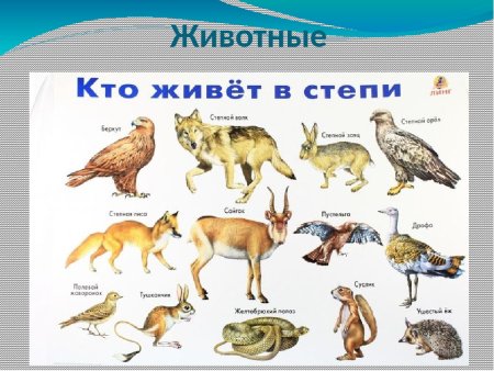 Растения и животные степи
