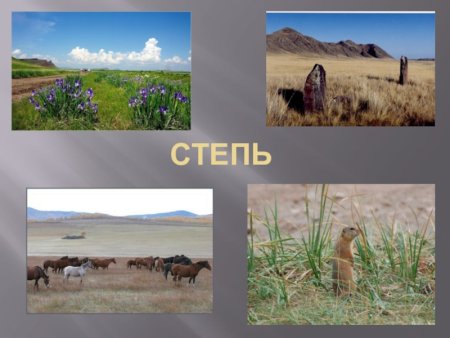 Зона степей рисунок