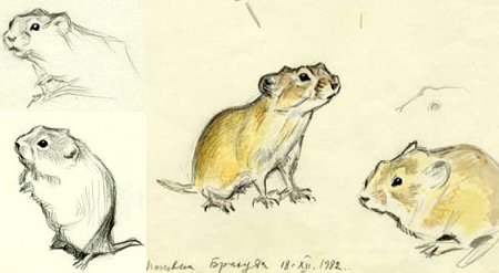 Степь и ее обитатели