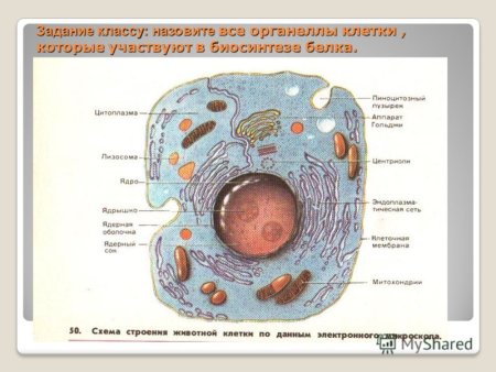 Строение органеллы