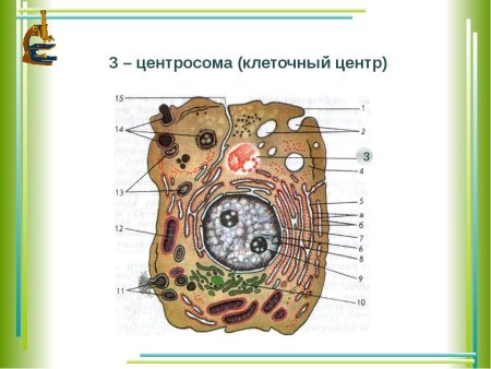 Строение органелл растительной клетки и животной клетки