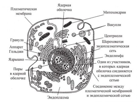Строение органоидов животной клетки строение